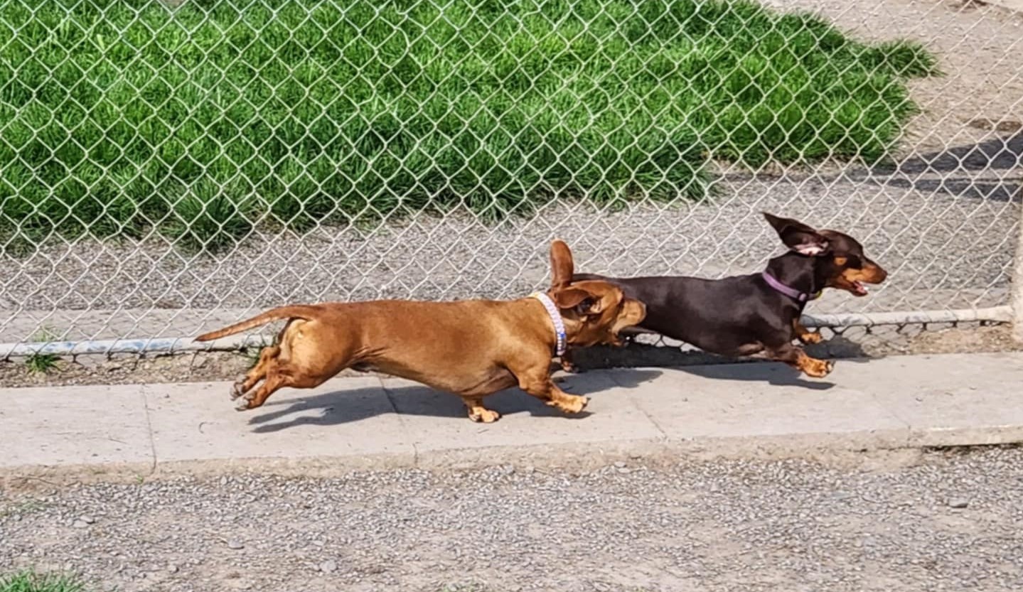 Dogs playing during daycare hours