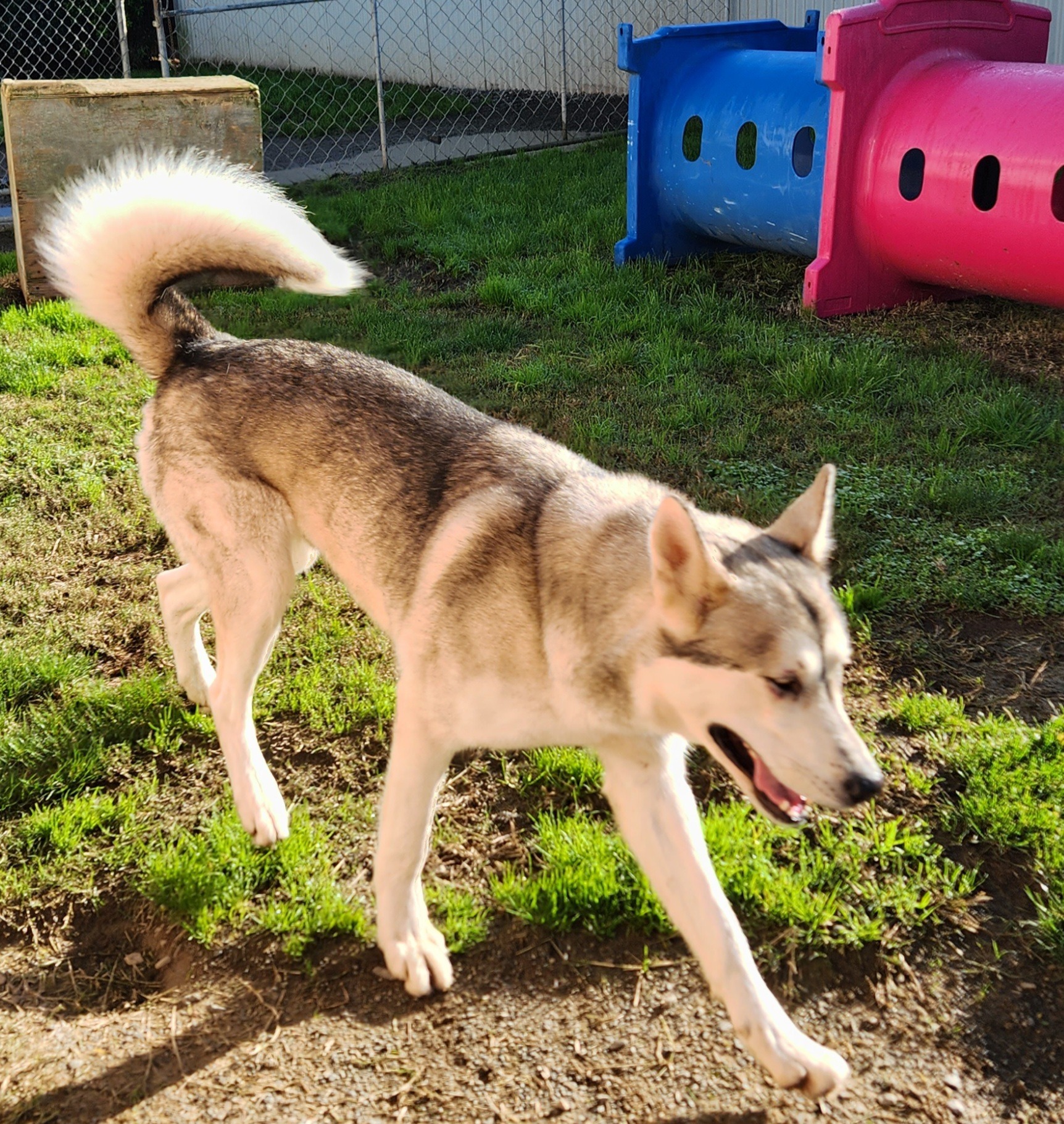 Dogs playing in our exercise areas