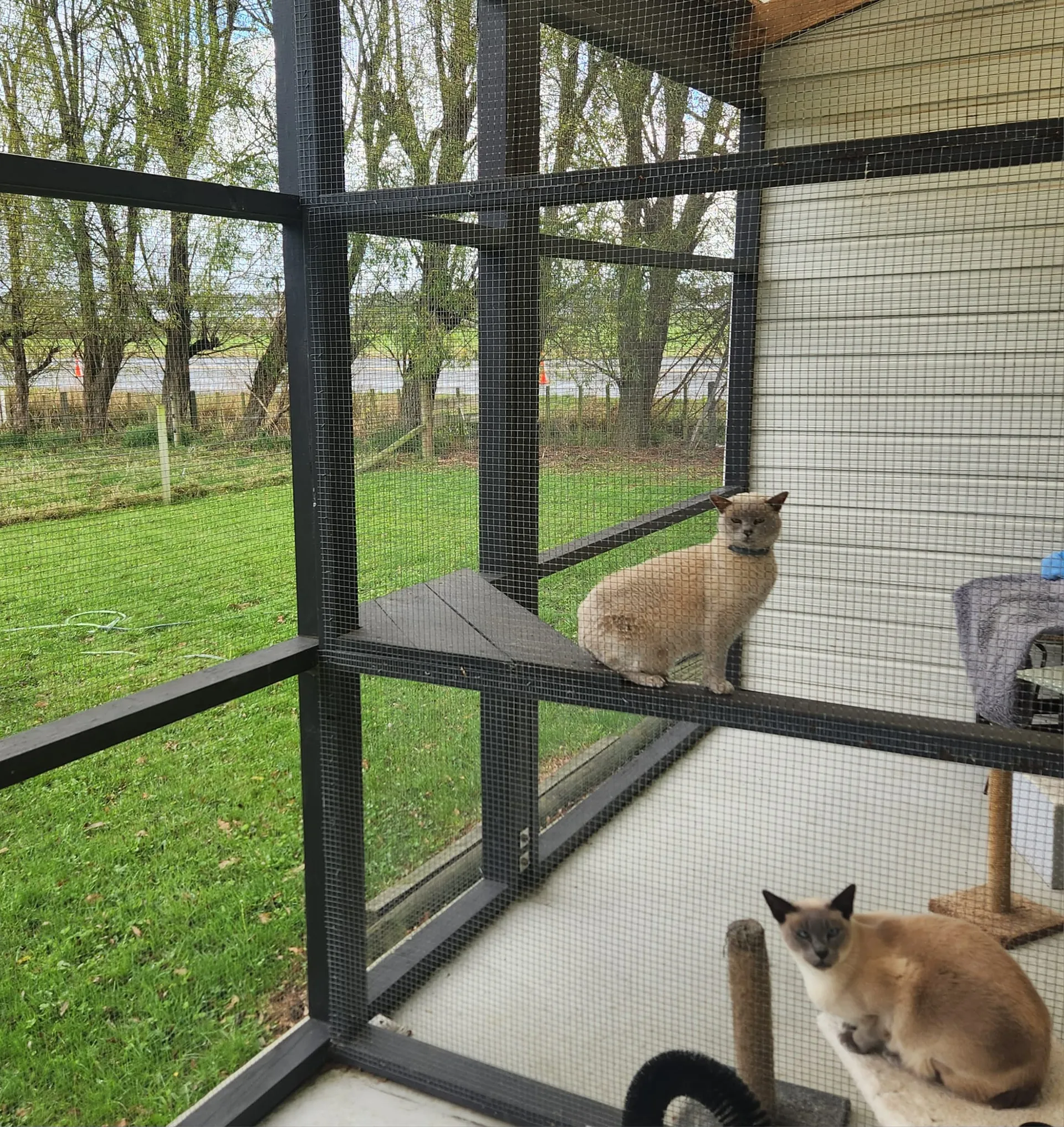 Our modern, comfortable cattery facilities