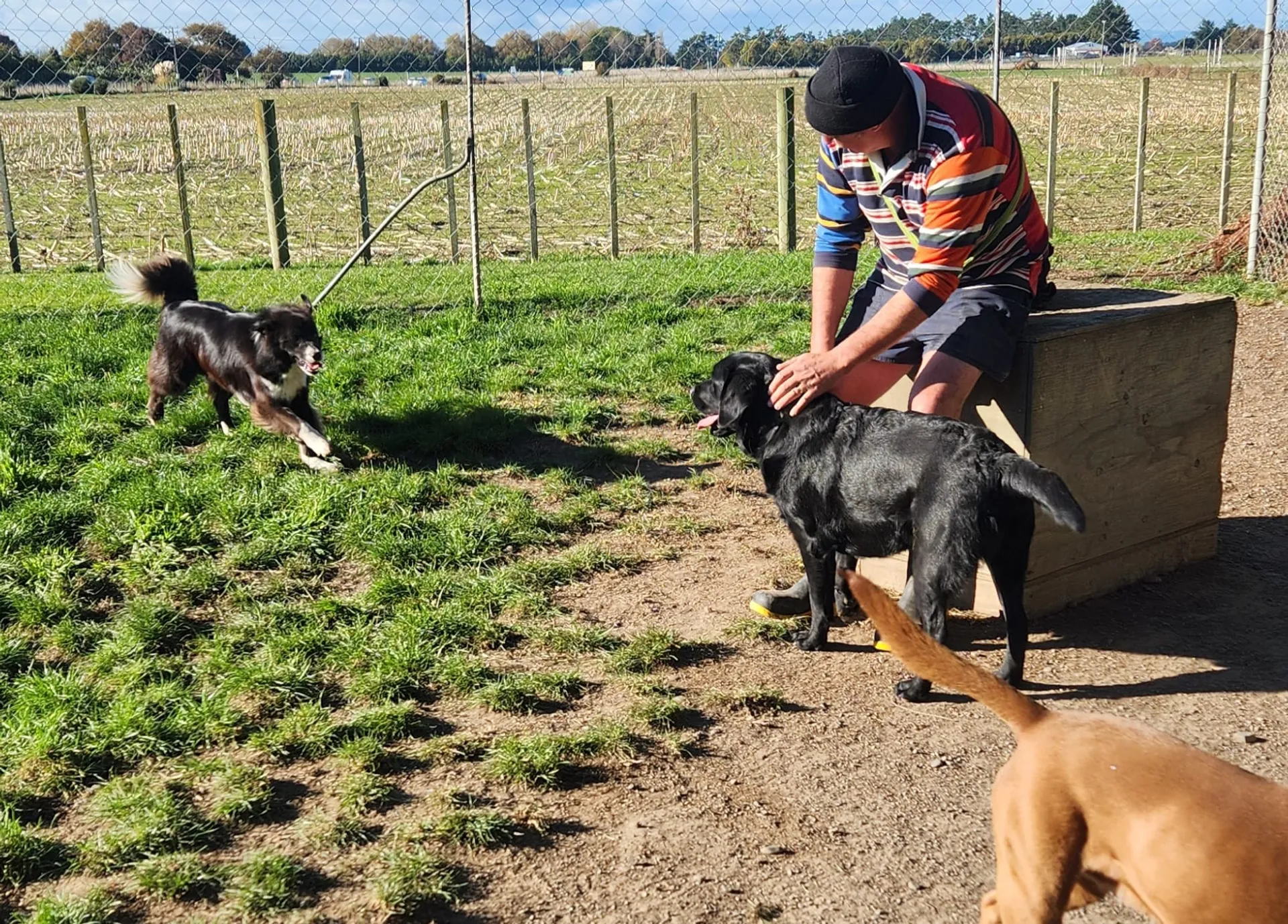 Happy dogs enjoying our doggy daycare services