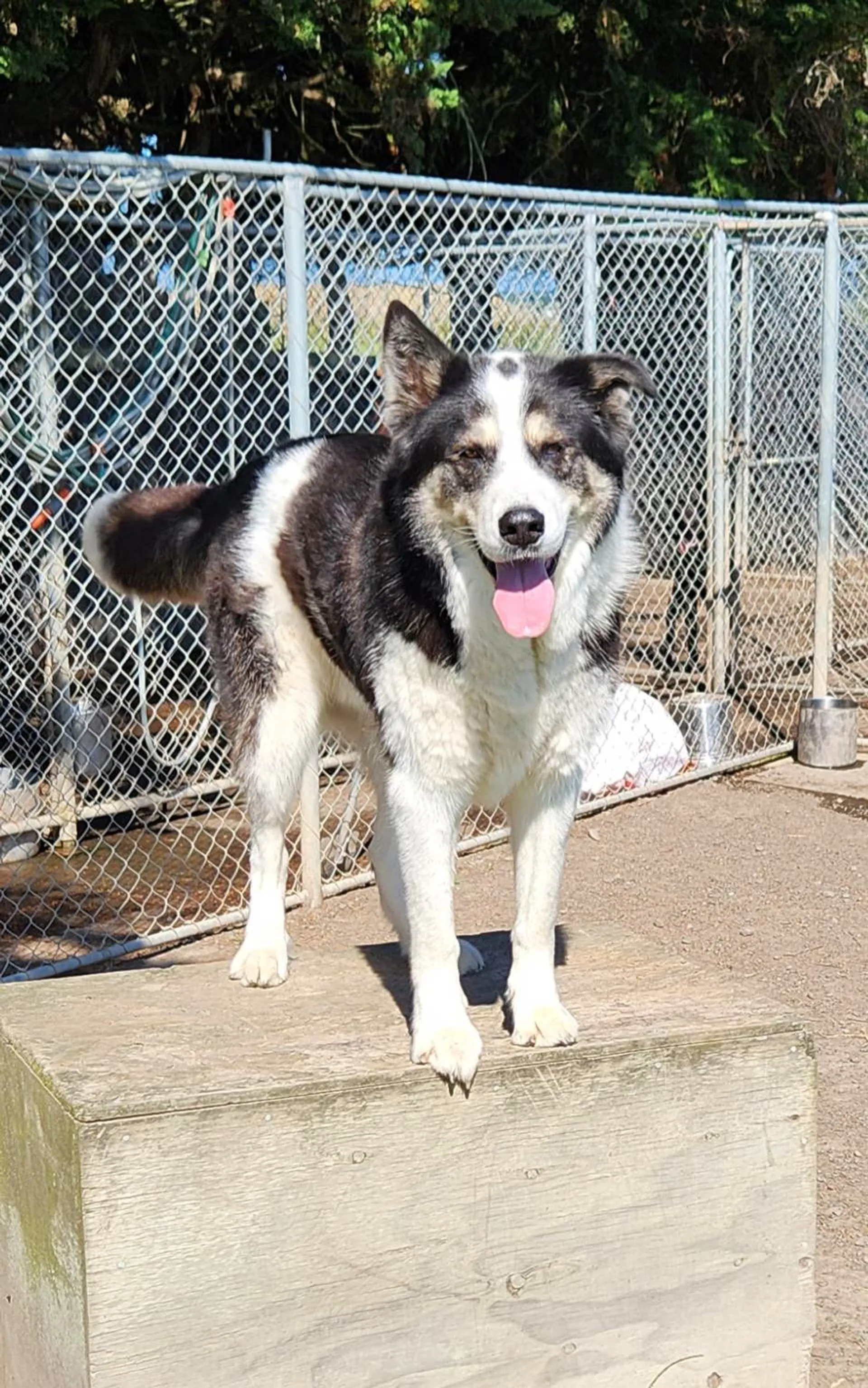 Dogs enjoying our spacious boarding kennel